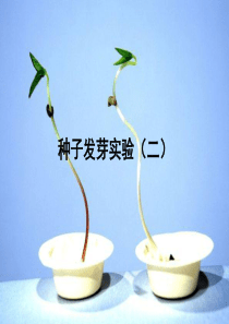 1.2种子发芽实验(二)