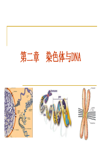 染色体与DNA