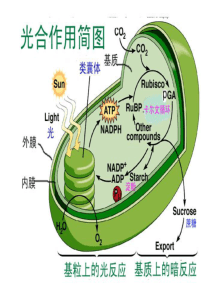 第三章 光合作用--光反应-电子传递