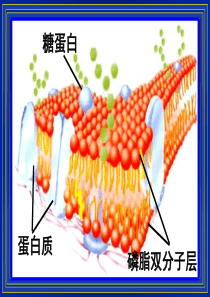 201011物质跨膜运输的方式