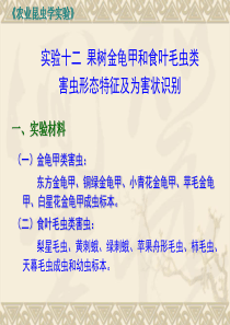 实验十二 果树金龟甲和食叶毛虫类害虫形态及危害特征识别