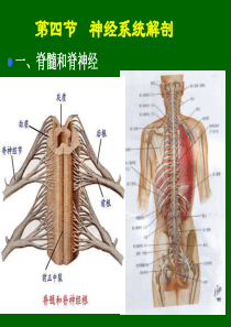 5-11神经系统脊髓