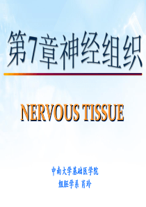 神经组织Nervoustissue