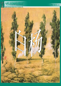 《白杨》PPT课件