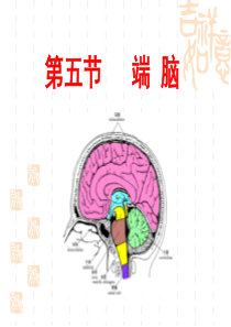 神经系统--端脑