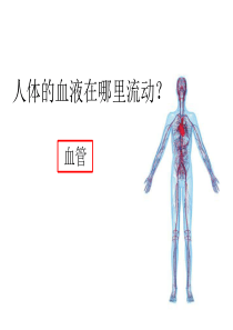 血流的管道——血管.ppt