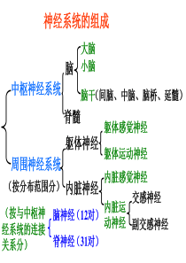 人脑的结构与功能