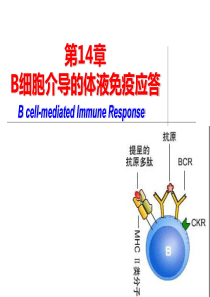 第十四章  B细胞介导的体液免疫应答