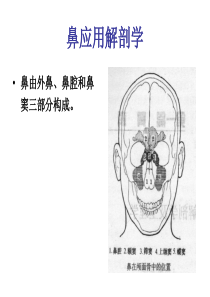 鼻解剖学