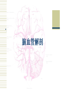 脑血管解剖