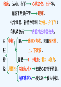 解剖学-内脏神经