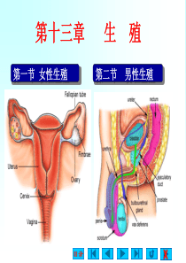 解剖生理学第第13章 生殖