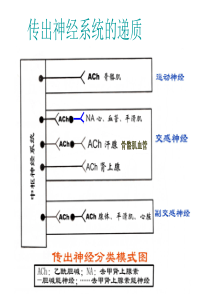 胆碱受体阻断药