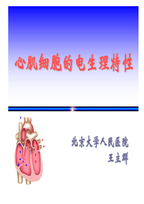 心肌细胞的电生理特性