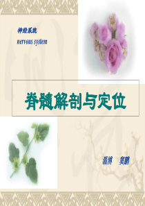 脊髓解剖与定位