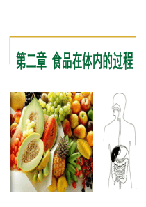 食品营养课件--第二章-食品在体内的过程