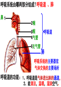 呼吸运动和肺通气