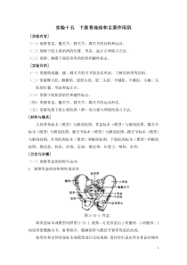 人体解剖学   实验十五  下肢骨连结和主要作用肌