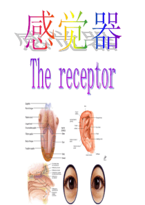 人体解剖学 感觉器官