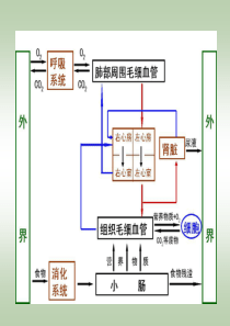 生理学第四章-血液生理