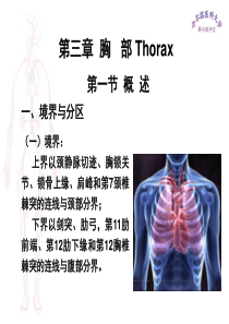 临床医学五年制局部解剖学课件胸部PPT