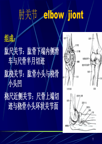 肘关节及前臂解剖与手术入路1