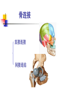 系统解剖学骨连结概论