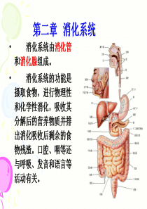 消化系统解剖