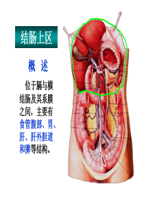 14.结肠上区