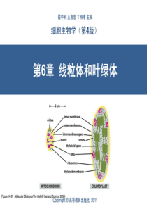 翟中和细胞生物学第四版第6章线粒体和叶绿体