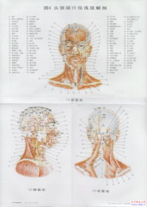 高清版针灸穴位解剖彩图