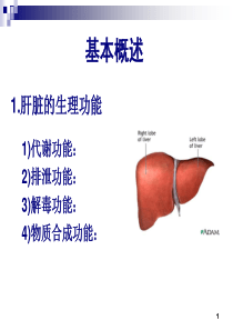 生化肝功能