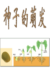 第一节《种子的萌发PPT课件》第二课时