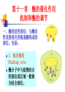 酶的作用机制和酶的调节