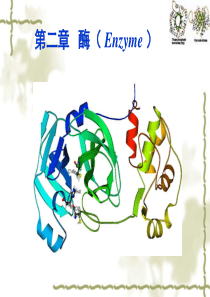 酶的功能及作用