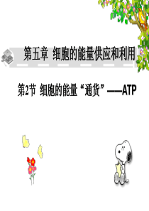 《细胞的能量“通货”――ATP》