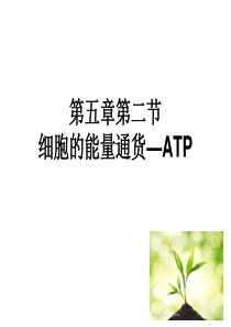 《细胞的能量“通货”――ATP》课件