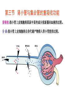 生理学第八章-肾脏的排泄功能2