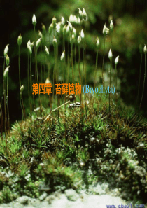 下-4、第四章  苔藓植物