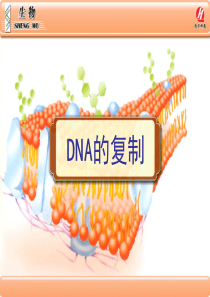 《DNA的复制》PPT课件