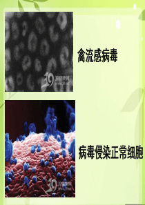 济南版七年级生物课件 病毒