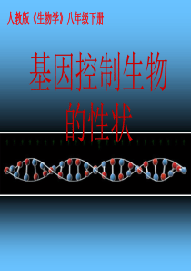 八年级生物下册-基因控制生物的性状-课件