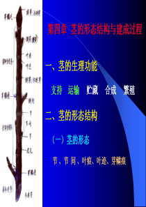 第四章茎的形态结构与建成过程