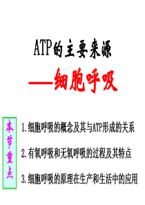 《ATP的主要来源――细胞呼吸》