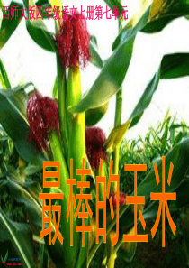 《最棒的玉米》PPT课件1