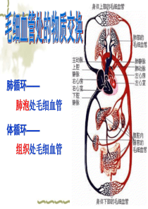 七年级下册生物：血液循环