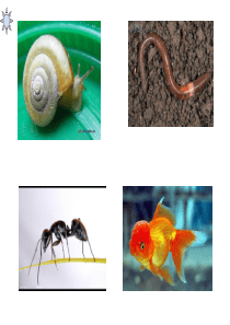 科学课 三年级上册 动物有哪些相同特点