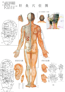 可搜索全部穴位名称的针灸穴位挂图全-高清