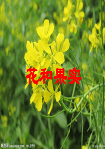 5、花和果实(四年级)