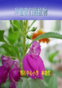 教科版科学三年级下册《种植我们的植物》课件